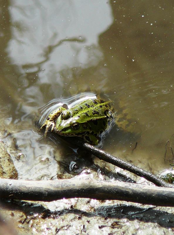 Pelophylax/Rana sp.