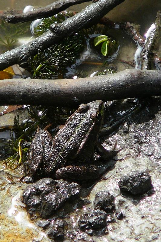 Pelophylax/Rana sp.