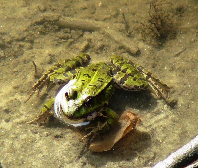 Pelophylax/Rana sp.