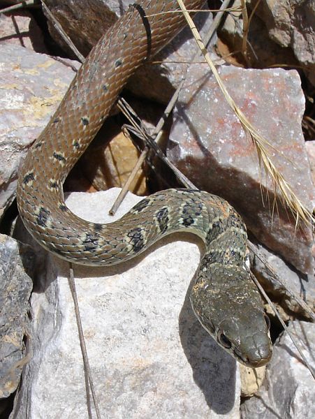 Platyceps najadum