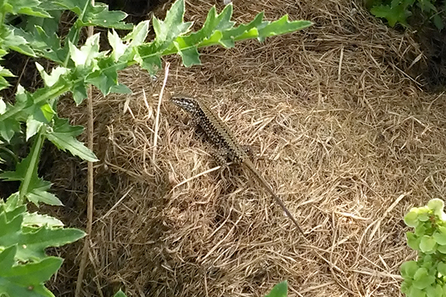 Podarcis muralis