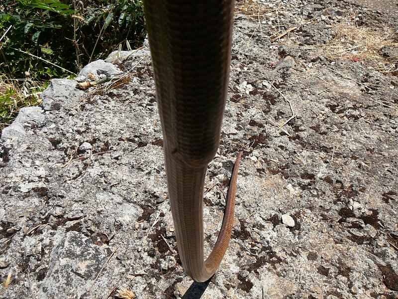 Pseudopus apodus