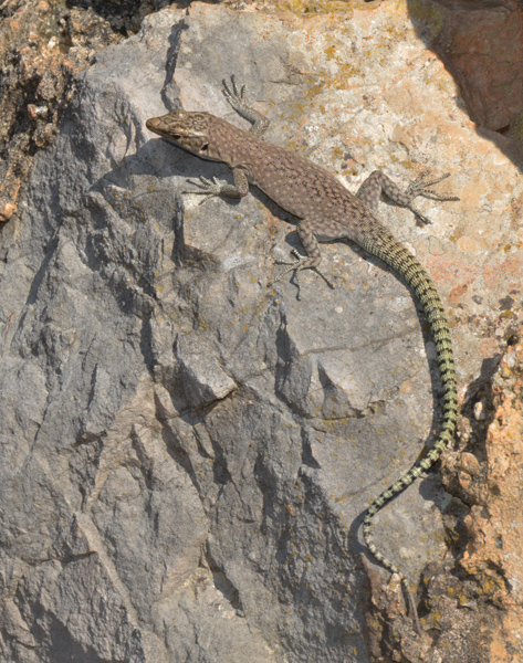 Dalmatolacerta oxycephala