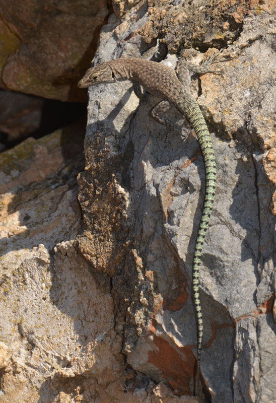 Dalmatolacerta oxycephala