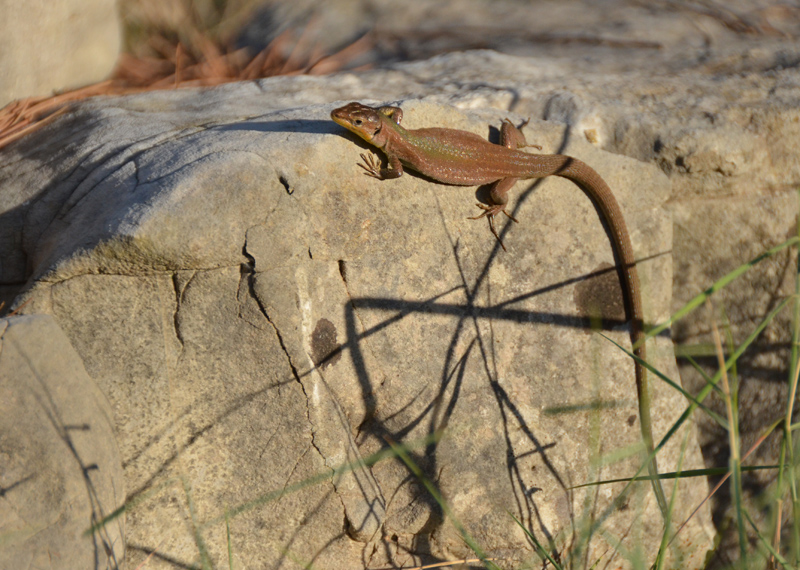 Podarcis melisellensis