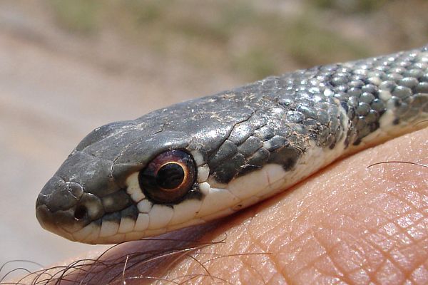 Platyceps najadum