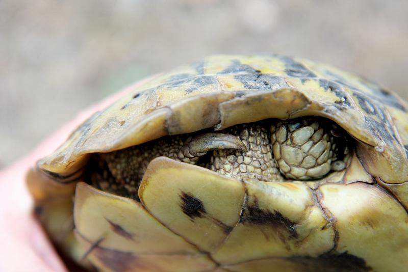 Testudo hermanni