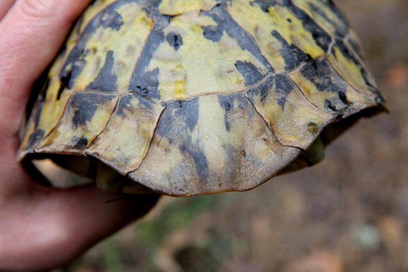 Testudo hermanni