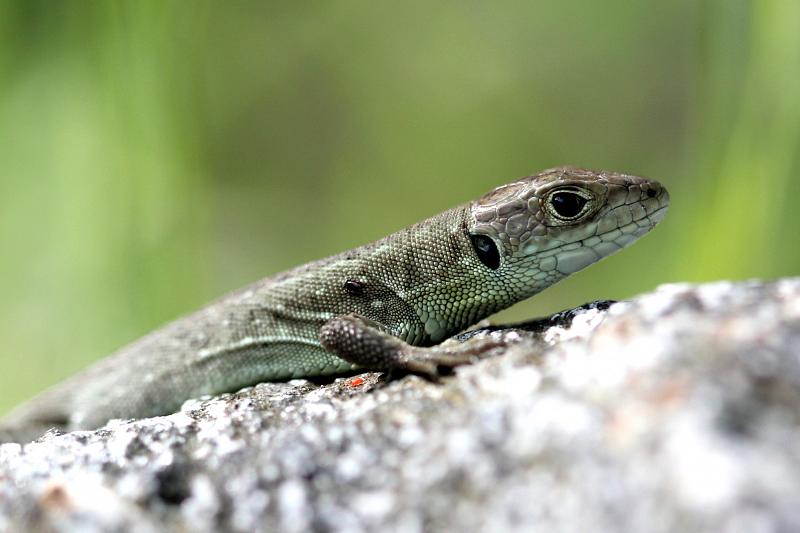 Lacerta viridis