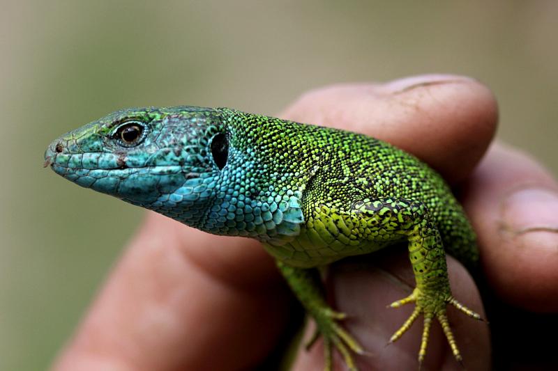 Lacerta viridis