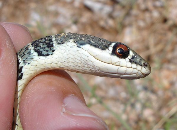 Platyceps najadum