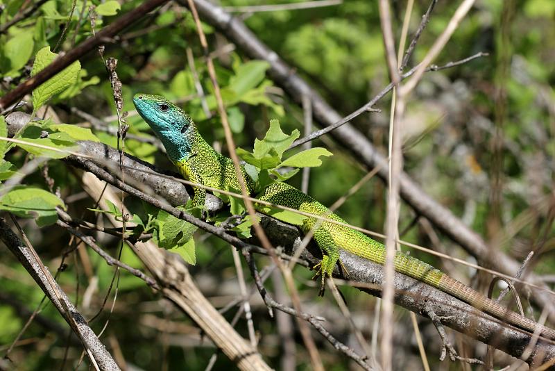 Lacerta viridis