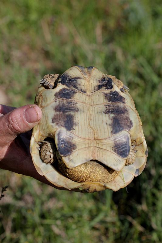 Testudo hermanni