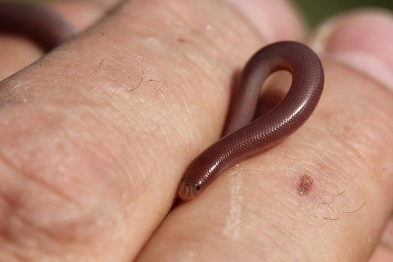 Typhlops vermicularis