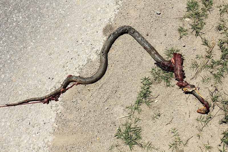 Dolichophis caspius