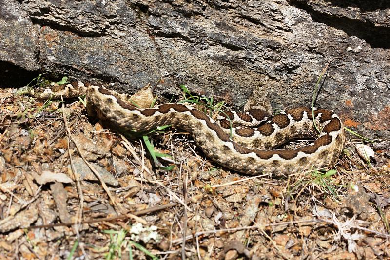 Vipera ammodytes