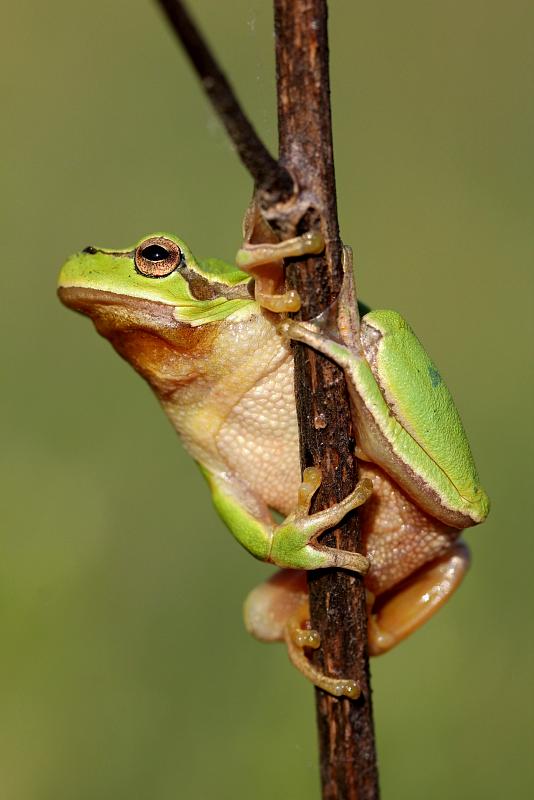 Hyla arborea