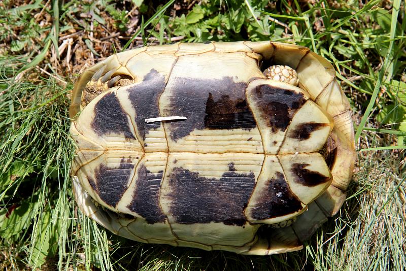 Testudo hermanni