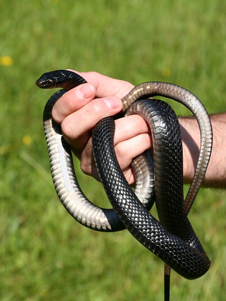 Hierophis viridiflavus