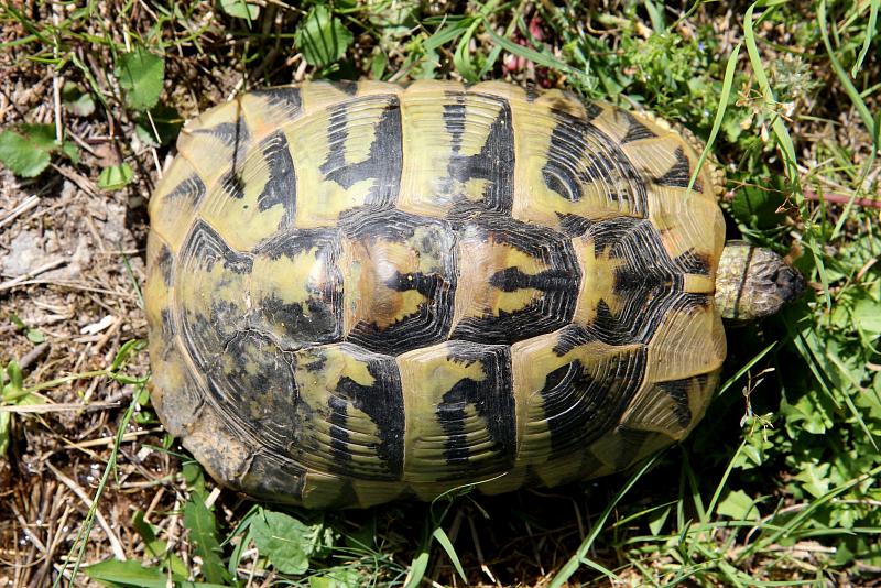 Testudo hermanni