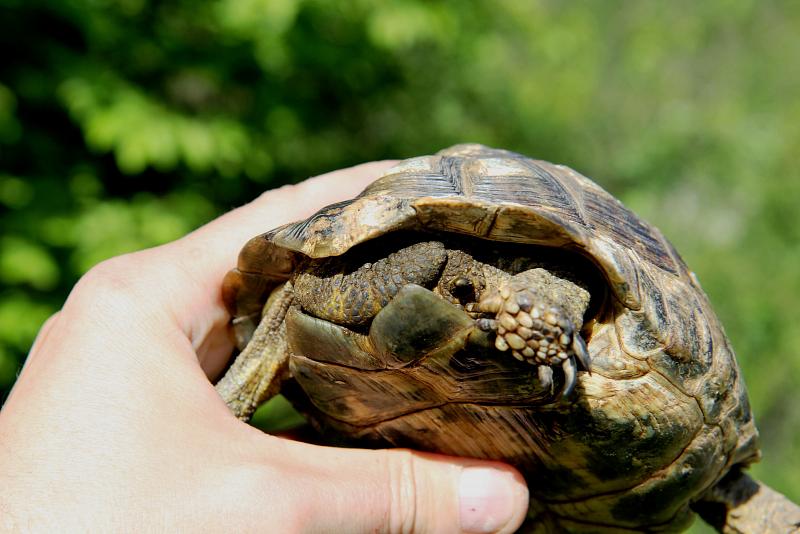 Testudo graeca