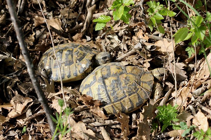 Testudo hermanni