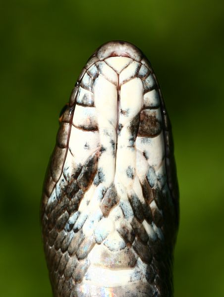 Hierophis viridiflavus