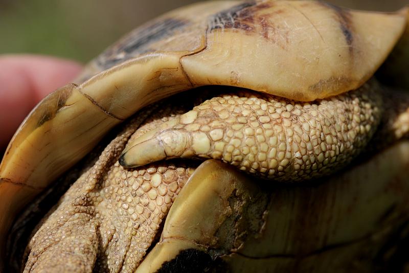 Testudo hermanni