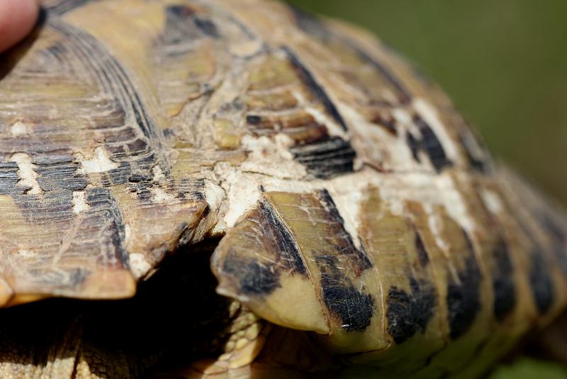 Testudo hermanni