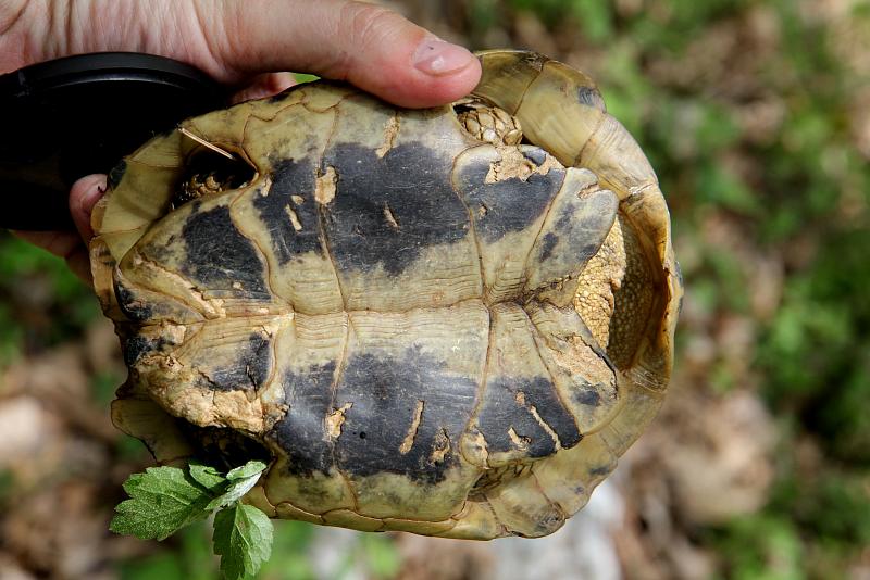 Testudo hermanni