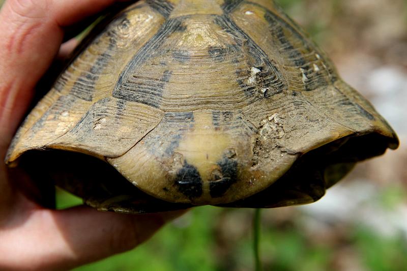 Testudo hermanni