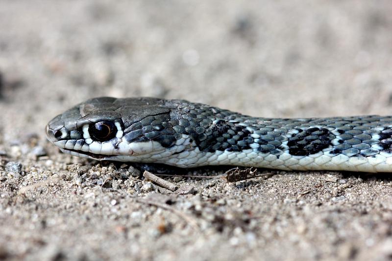 Platyceps najadum