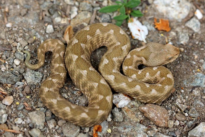 Vipera ammodytes