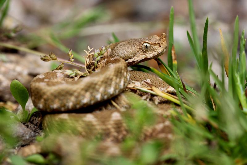 Vipera ammodytes