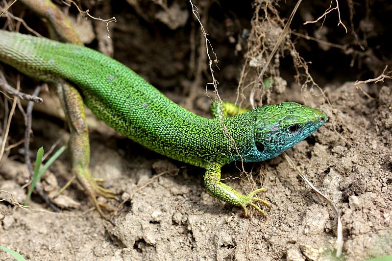 Lacerta viridis