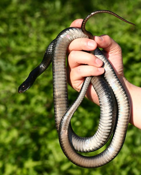 Hierophis viridiflavus Hierophis viridiflavus