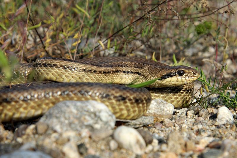 Elaphe quatuorlineata