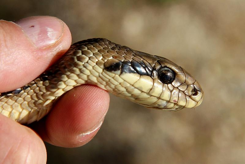 Elaphe quatuorlineata