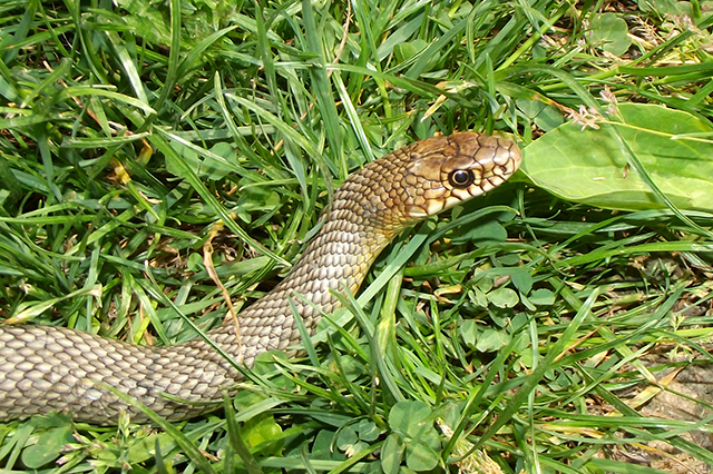 Dolichophis caspius