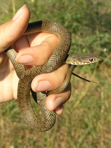 Dolichophis caspius