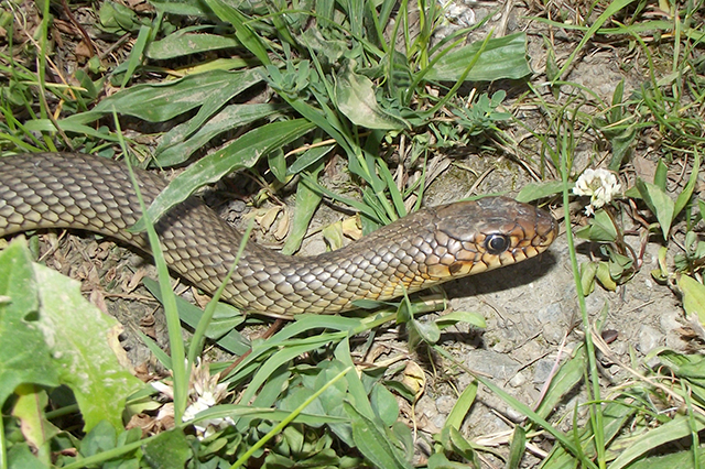 Dolichophis caspius