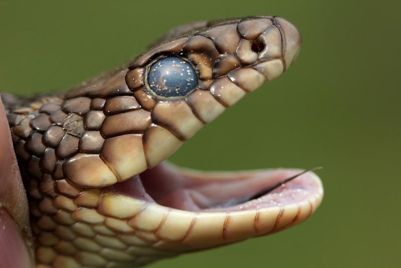 Dolichophis caspius