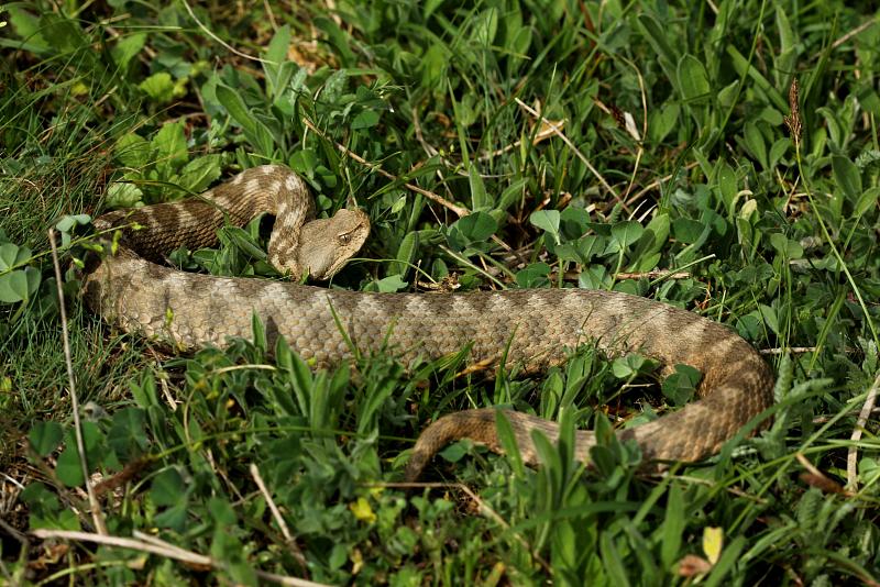 Vipera ammodytes