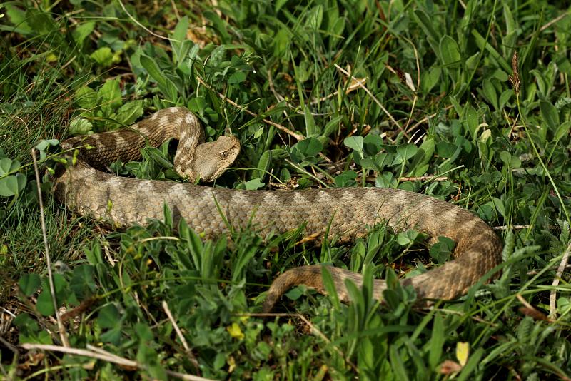 Vipera ammodytes