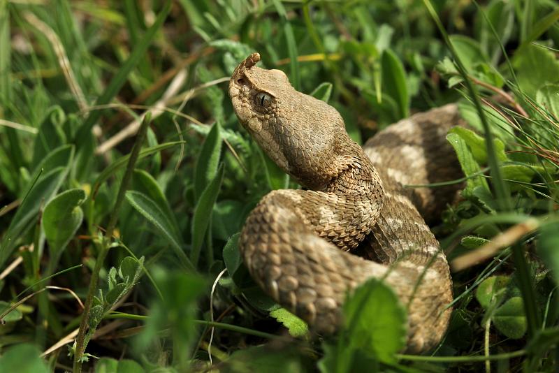 Vipera ammodytes