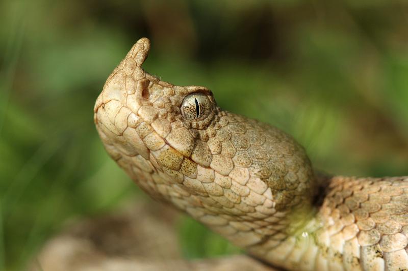 Vipera ammodytes