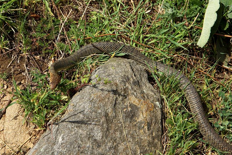 Dolichophis caspius