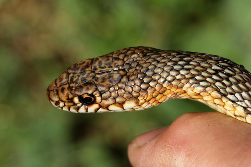 Dolichophis caspius