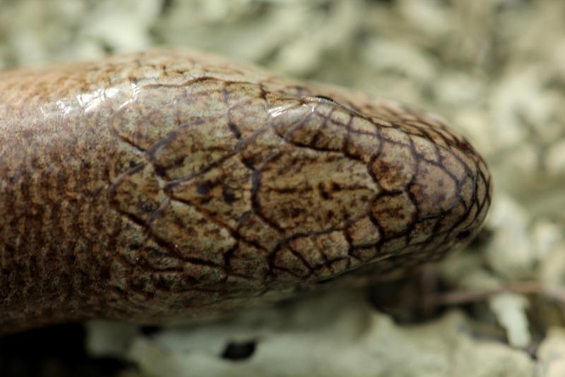 Anguis fragilis s.l.