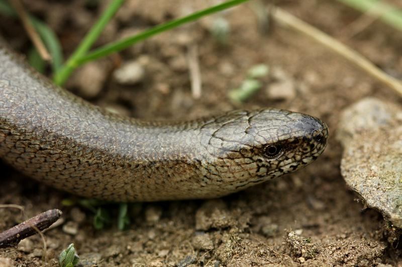 Anguis fragilis s.l.